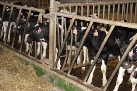 В Озёрах реализуется программа развития молочного животноводства