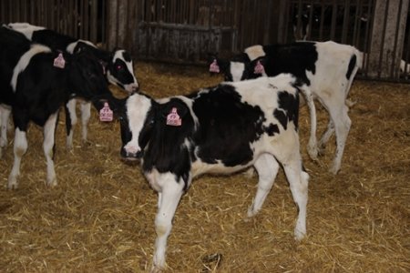 В Озёрах реализуется программа развития молочного животноводства